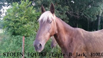 STOLEN EQUINE Triple B Jack, $100.00 REWARD Recovered Near Toccoa, GA, 30577